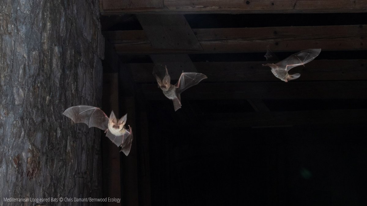 Learn all about the latest exciting developments in our bat research in our new BTO blog post, by our very own batman @NewsonStuart! bto.org/community/blog… #BTOScience #AcousticMonitoring #MachineLearning #bats #bioacoustics