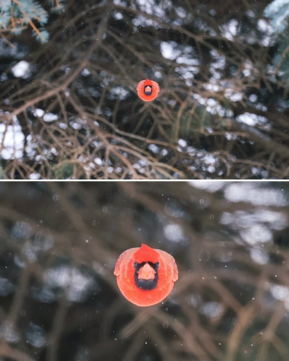 Cardinal flying directly towards camera 🐦 📷 Scott Taylor