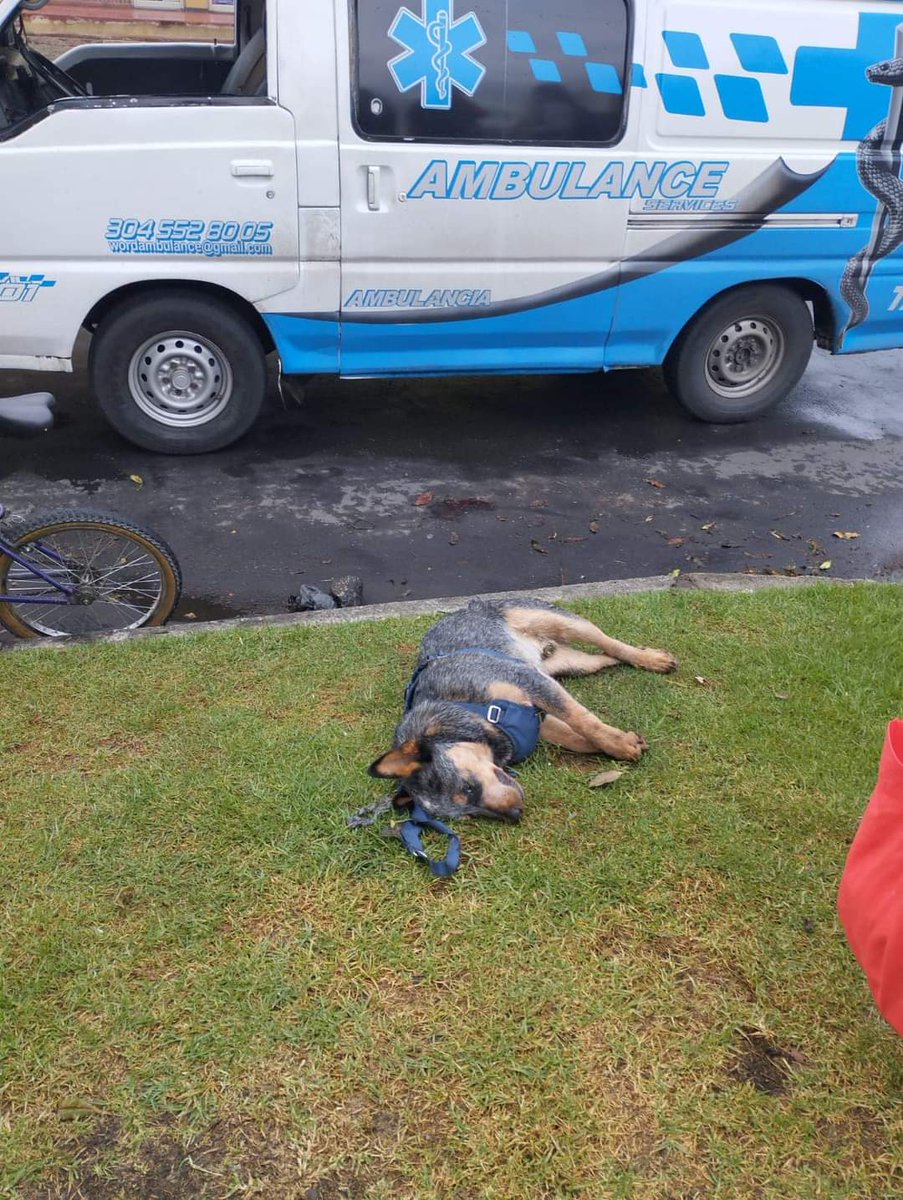 PlataformaALTO's tweet photo. Ayudemos a encontrar al conductor de este carro gris, que atropelló esta mañana a un adulto mayor y a su perrito, y luego se fugó. El perrito lamentablemente falleció poco después, el señor se encuentra hospitalizado.

Cl 151-14 (Cedritos). Sucedió hoy 5 de febrero a las 7:30am @PoliciaBogota