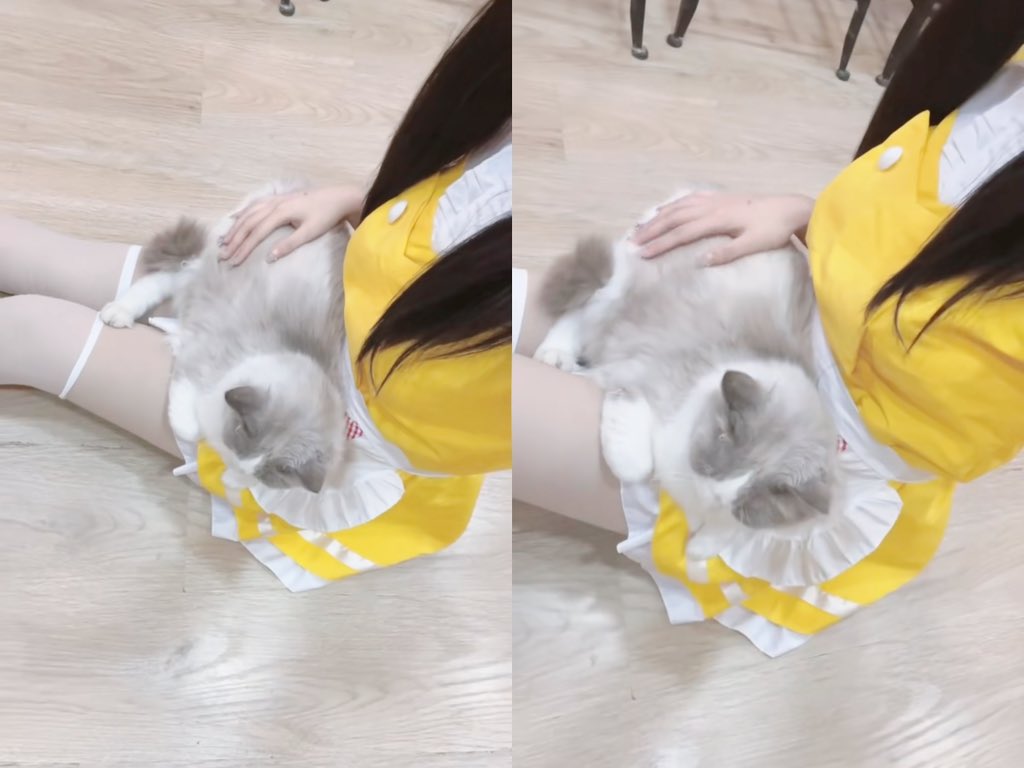 xiaopaofu_oTvTo's tweet photo. 喜欢小猫吗(>^ω^<) https://t.co/n3fPdVftRx