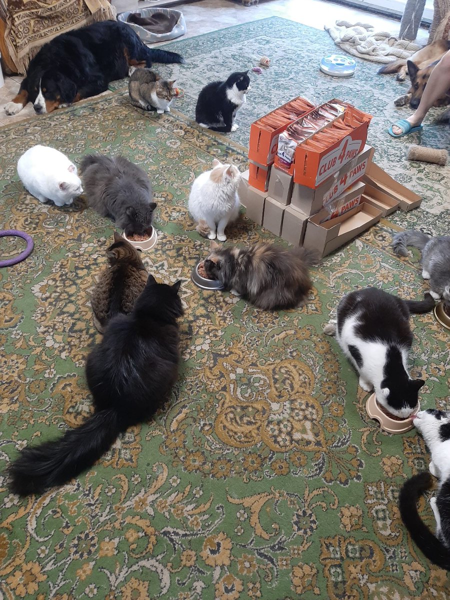 Sayravem's tweet photo. @ROLDAOrg #treats4paws and @ROLDAOrg
5. This is the last report and i want to say THANK YOU to our friends from ROLDA, with your help we fed so many Ukrainian animals! 🩷
#Prociv a mini-shelter received 240 pouches of wet cat food.
✅️3240₴ spent
🇺🇦
Sending lots of love from Ukraine 💙💛 https://t.co/xtrpOdbGxL