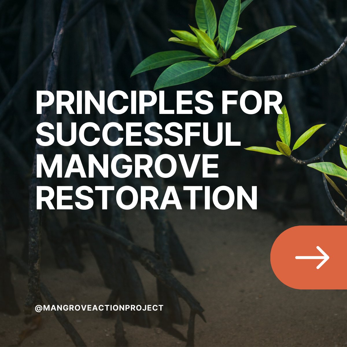 Mangrove Action Project tweet media