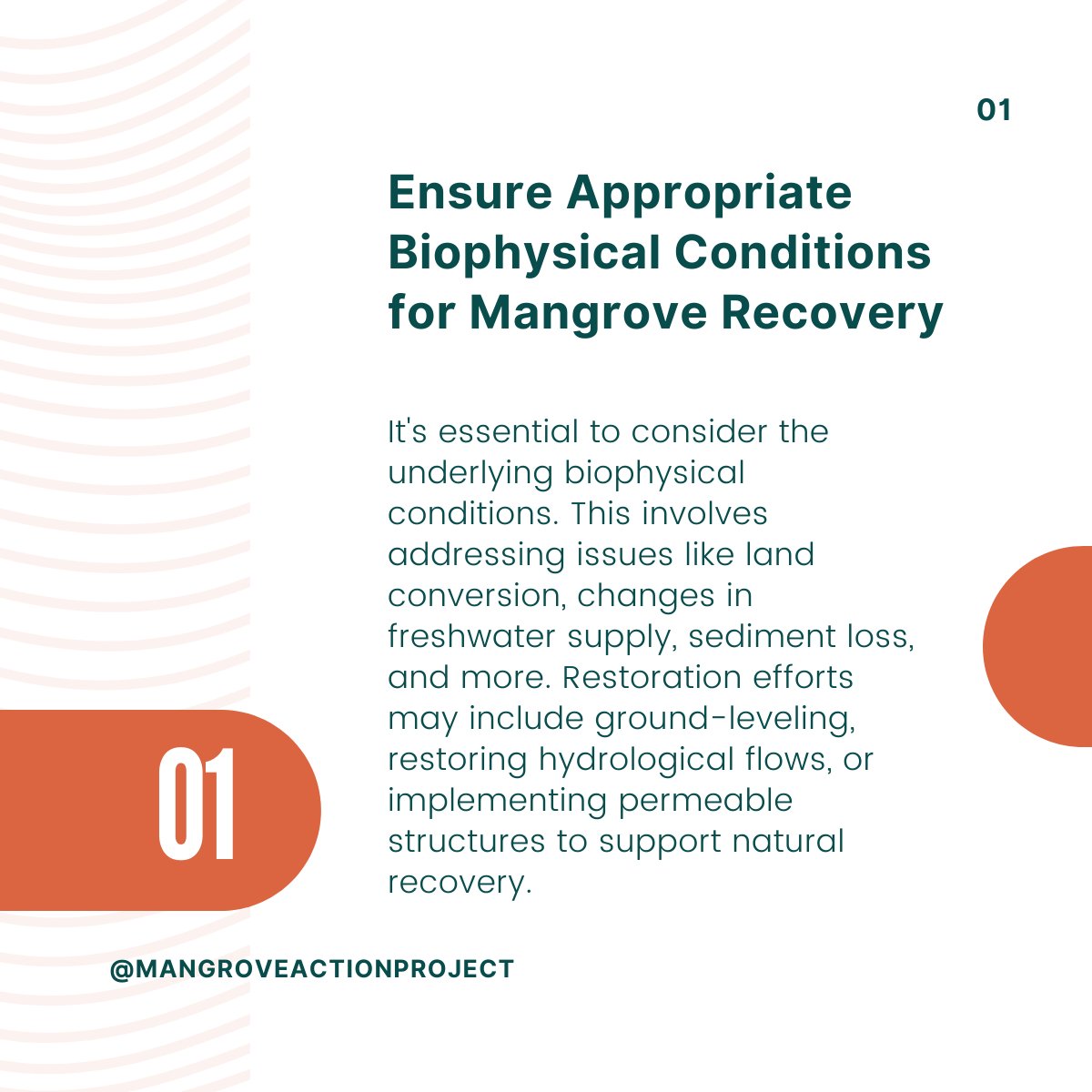 MangroveProject tweet picture