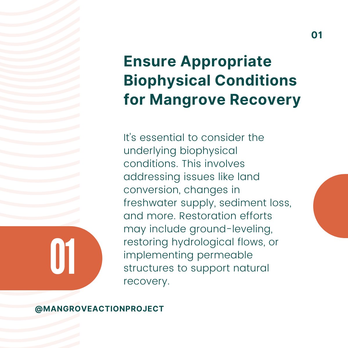 Mangrove Action Project tweet media