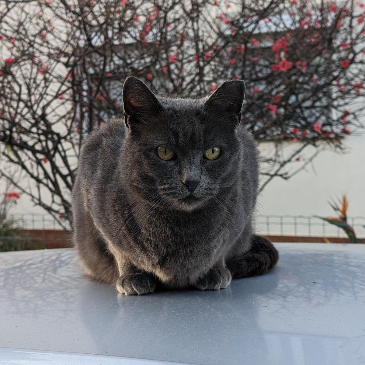 vademetroananas's tweet image. atchim 

#catsofalvalade #catography #catogram #pixelography