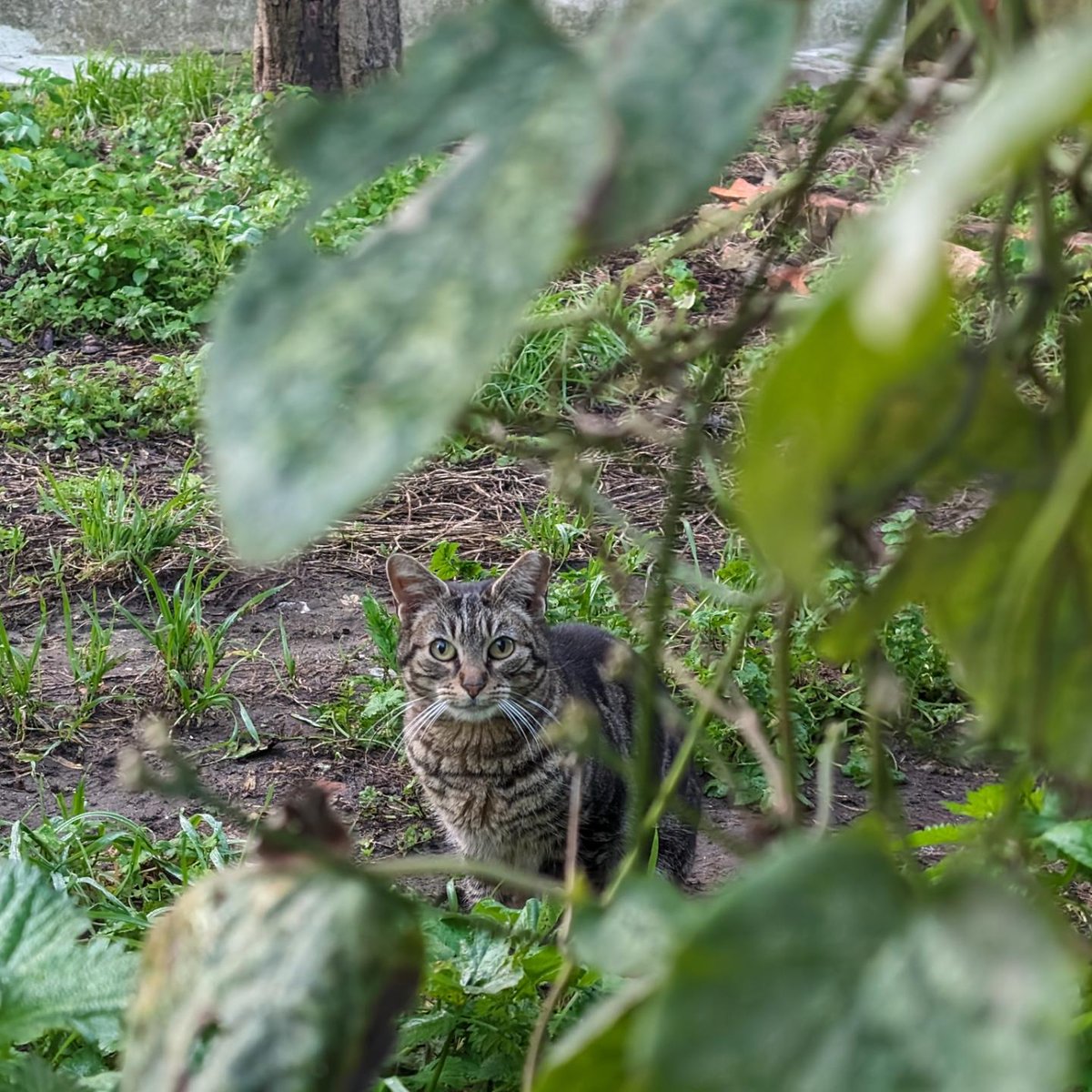 vademetroananas's tweet image. atchim 

#catsofalvalade #catography #catogram #pixelography