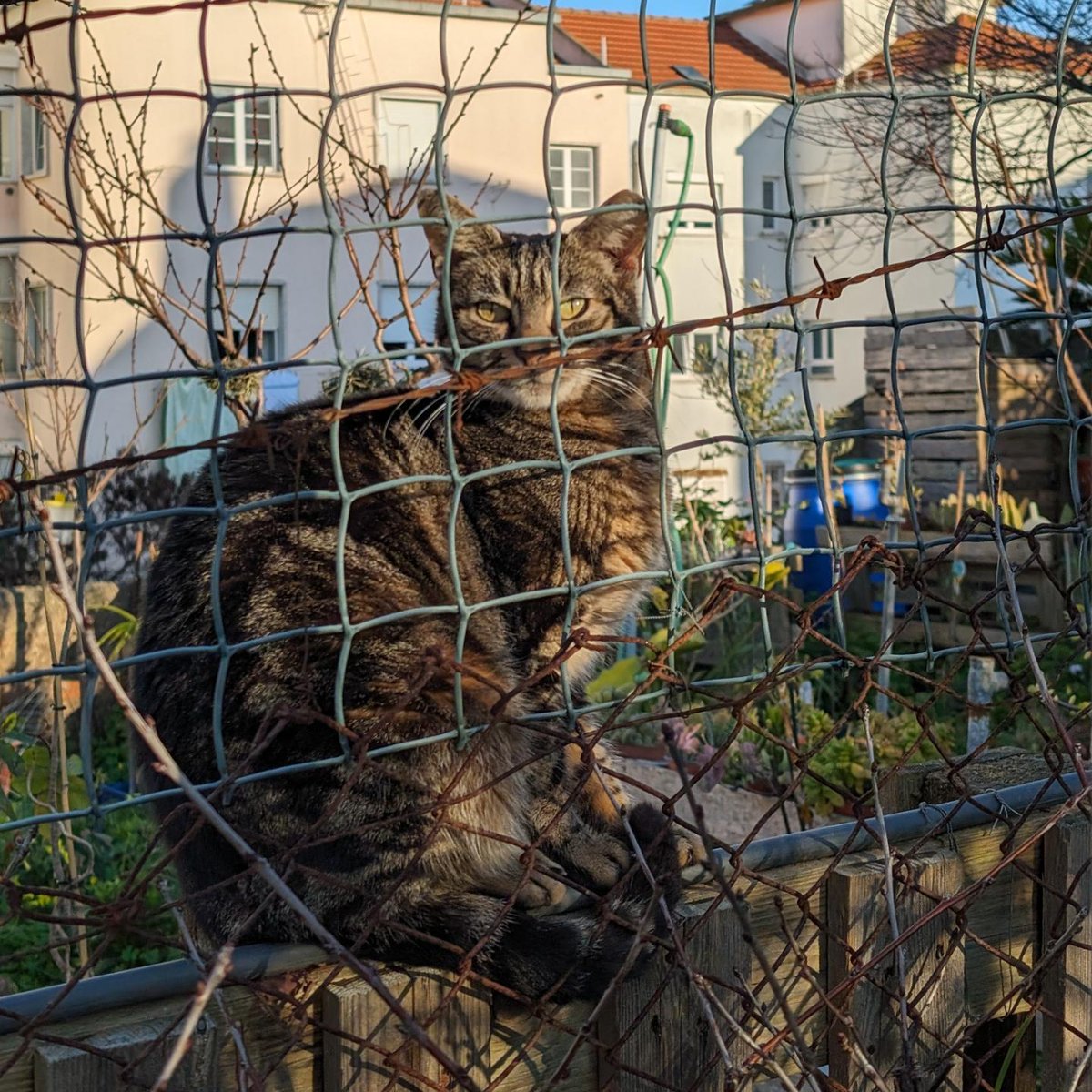 vademetroananas's tweet image. atchim 

#catsofalvalade #catography #catogram #pixelography