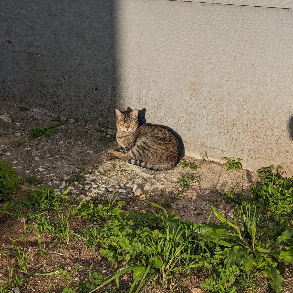 vademetroananas's tweet image. atchim 

#catsofalvalade #catography #catogram #pixelography