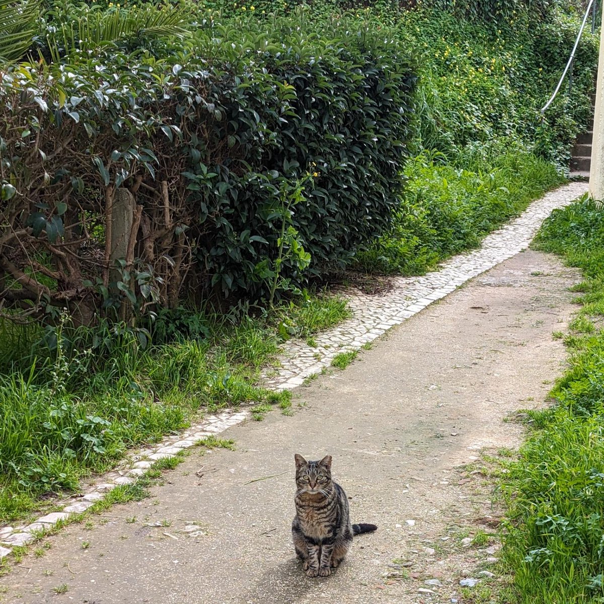 vademetroananas's tweet image. atchim 

#catsofalvalade #catography #catogram #pixelography