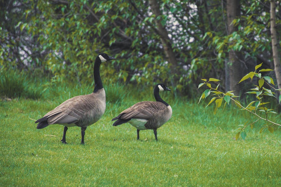 The caladar just turned over to February and Canada Geese are becoming more active. It's time to start thinking goose control! Here is a resource from <a href="/ohiodnr/">OhioDNR</a> with all the information you'll need to reduce populations at your property. 

ohiodnr.gov/static/documen…