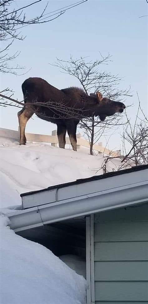 Anna: 😄From <a href="/newsbag/">Lisa Blackburn</a>
Meanwhile in Cape Breton……