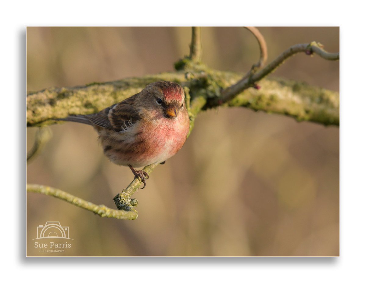 SueParris10's tweet photo. Only a few days into February & 2 #LifeFirsts with #Redpolls on my first trip to @highbatts & then #Waxwings - both of which I’ve previously missed in numerous locations! A fantastic start to 2024! https://t.co/5EvOw2pa1O