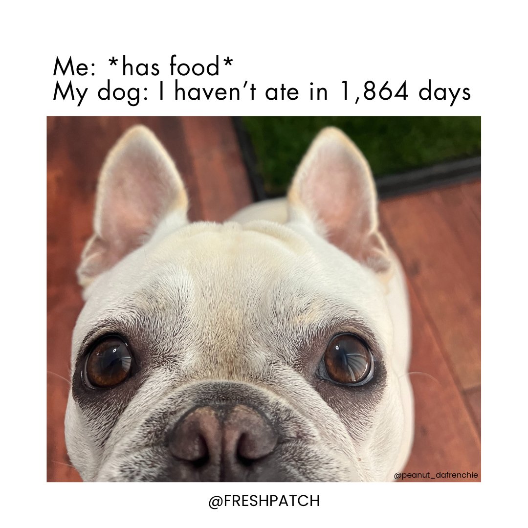 FreshPatch's tweet image. You're gonna share that, right? 🐶😂 feat. @penut_dafrenchie⁠
⁠
#dogmeme #dogparentproblems ⁠