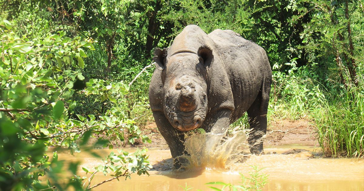 Great news from our partner in Zimbabwe! '2023 is the first year this century that we have not had to undertake any emergency interventions. This is a huge testament to the improved security situation.' - The Lowveld Rhino Trust 📸: Lowveld Rhino Trust