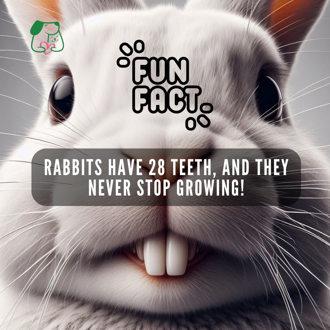 PetsLoverGuide's tweet image. Check out these adorable rabbit teeth! 🐰✨
Did you know they never stop growing? 😮

#rabbitteeth #cutebunnies #petlovers #teethgoals #furrycuties #tinyteeth #FurryFriendsForever #furryfamily #rabbitlife #petsloverguide
