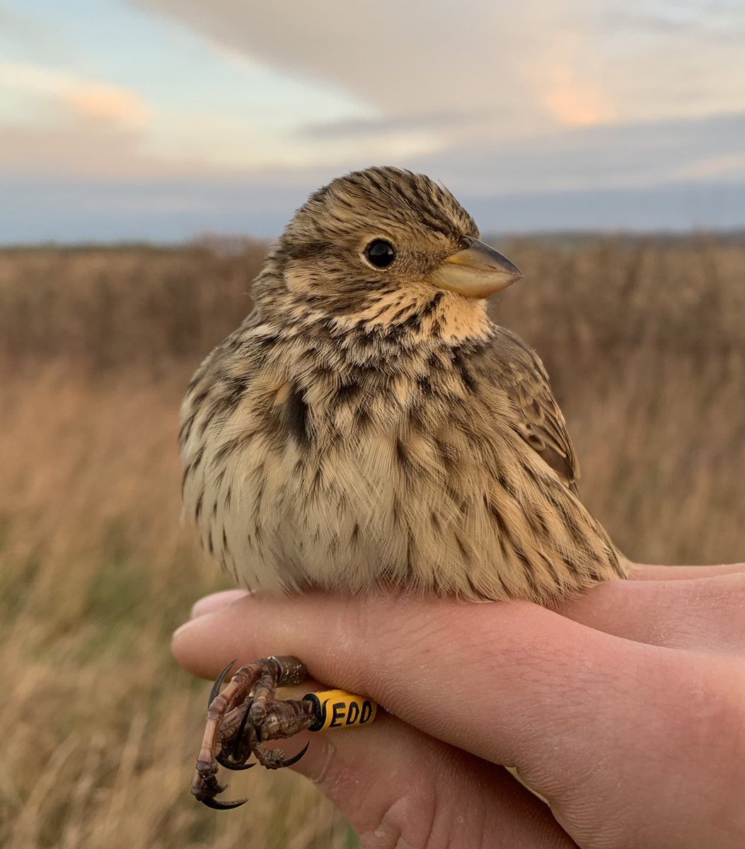 West Oxfordshire Farmland Bird Project tweet media