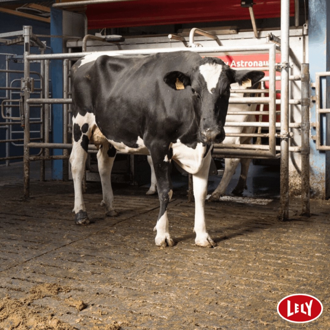 Lely Atlantic (UK & IRL) (@lelyatlantic) on Twitter photo Have you seen the farm productivity grant is now open for robotic and automated equipment! 🎉The grant will cover up to 50% of the cost of eligible items such as an Astronaut A5, Vector Feeding System, Discovery Collector and Juno Feed Pusher. Apply now - …ming-transformation-fund.defra.gov.uk/productivity/p… Have you seen the farm productivity grant is now open for robotic and automated equipment! 🎉The grant will cover up to 50% of the cost of eligible items such as an Astronaut A5, Vector Feeding System, Discovery Collector and Juno Feed Pusher. Apply now - …ming-transformation-fund.defra.gov.uk/productivity/p…