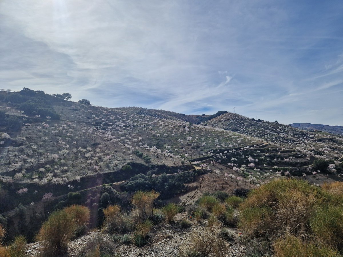 ibextrex's tweet image. The blossom is at full bloom. Going to be a great walking holliday.