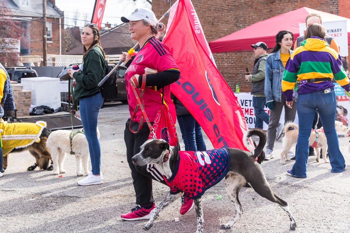 stlCITYsc's tweet photo. Loved seeing the #AllForCITY pups this weekend at the @Purina Pet Parade 🤗 🐾

📸 https://t.co/PpTikQioWl https://t.co/a3bMmgjauk