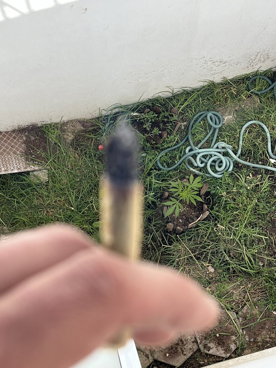 Mariguanillo's tweet image. Buenos días Villa Tuiter. Aquí disfrutando del lunes con sabor a dominguito relax. #BuenosHumos #autocultivo #cannabis