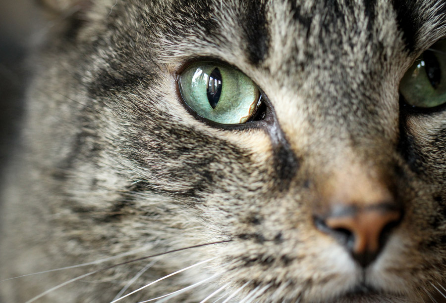 DiariesCat's tweet photo. All of our eyes through mom's new macro lens. Trixy's are the most colorful! #MondayMorning #CatsOfTwitter #catstagram #Mondayvibes #catlovers  #eyes #tabbytroop https://t.co/hAl8lItp65