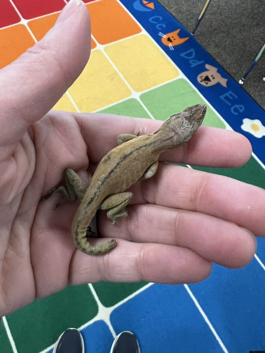 Doesn’t everyone have a student that comes to school and pulls a live Anole out of their pocket to give you? No? Just me? Hmmm #NatureConnnections #GreenSTEM #NeverADullMoment