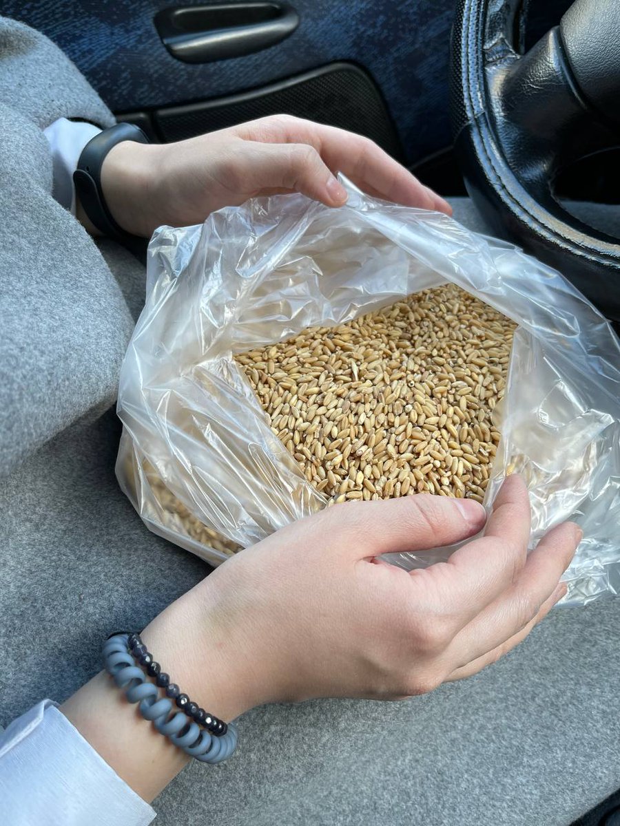Elighnd's tweet photo. Since Lo is a bird, I wanted to do something about birds. This morning I bought some wheat and distributed it for them in different parts of the city🕊️

I hope to do this again later🤩Thanks @Mittaria_Origin &amp; @WayToGods for organizing this competition #KindestGestureCompetition https://t.co/fAh0XdsHDk