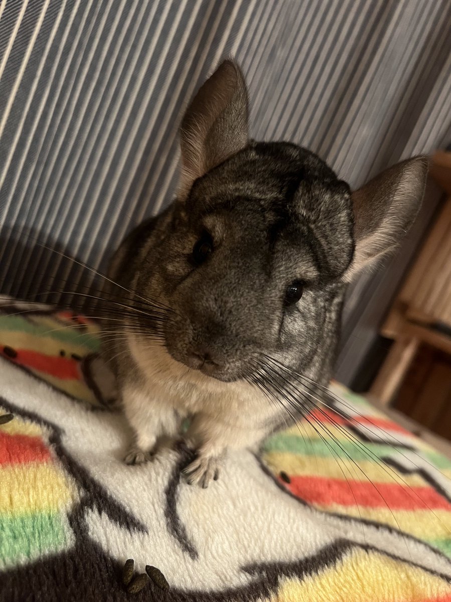 きつねですが。 (@kitunedesuga) / Posts / X