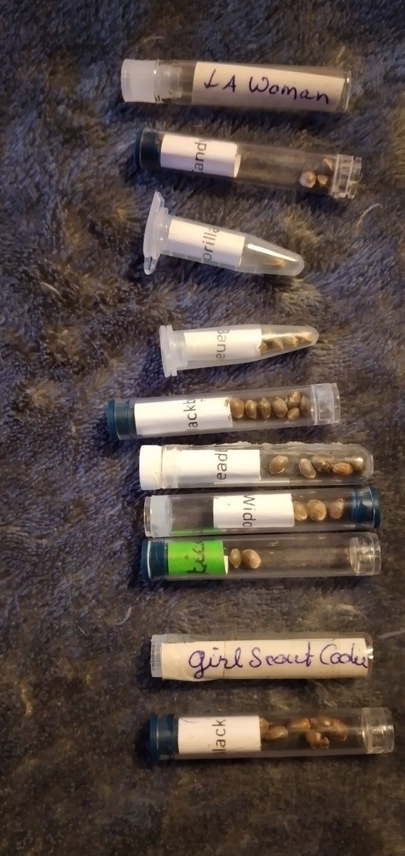 Die #CannabisStrains für dieses Jahr stehen fest:
#CriticalKush 
#WhiteWidow #GirlScoutCookies
#CandyKush 
#GorillaGlue
😎😁🥦💚🌱 #CannabisNormal #EigenanbauStraffrei #homegrown #wirsindnichtkriminell #CannabisCulture #BrokkoliLove 😜😄
#Weedmob