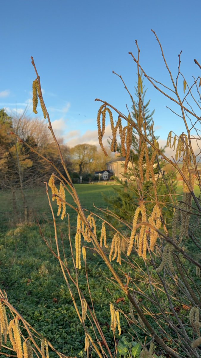 The beauty of Hazel catkins in the spring, releasing their pollen in the wind #NativeTrees