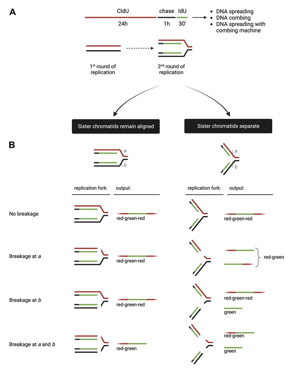 Journal of Cell Biology (@jcellbiol) on Twitter photo .<a href="/Meroni_Alice/">Alice Meroni</a>, <a href="/sophiewells1007/">Sophie Wells</a>, Fonseca et al. show that DNA combing resolves sister chromatids, allowing the detection of strand-specific alterations, whereas DNA spreading typically does not. hubs.ly/Q02jQq4l0
<a href="/VindigniLab/">Vindigni lab</a> <a href="/keith_caldecott/">Keith Caldecott</a> <a href="/Arnab_RC1/">Arnab Ray Chaudhuri</a>
#DNABiology .<a href="/Meroni_Alice/">Alice Meroni</a>, <a href="/sophiewells1007/">Sophie Wells</a>, Fonseca et al. show that DNA combing resolves sister chromatids, allowing the detection of strand-specific alterations, whereas DNA spreading typically does not. hubs.ly/Q02jQq4l0
<a href="/VindigniLab/">Vindigni lab</a> <a href="/keith_caldecott/">Keith Caldecott</a> <a href="/Arnab_RC1/">Arnab Ray Chaudhuri</a>
#DNABiology