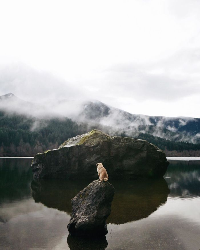 gmeposhpug's tweet photo. “The purpose of life is to live it, to taste experience to the utmost, to reach out eagerly and without fear for newer and richer experience.” ~Eleanor Roosevelt (More from me: #pugquotes) https://t.co/yjo8IFJe1z