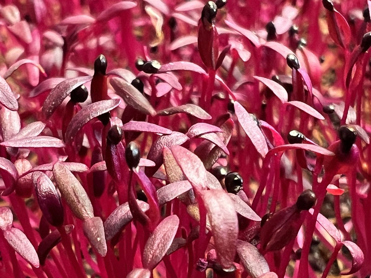 Amaranth such a wonderful colour when added to a plate