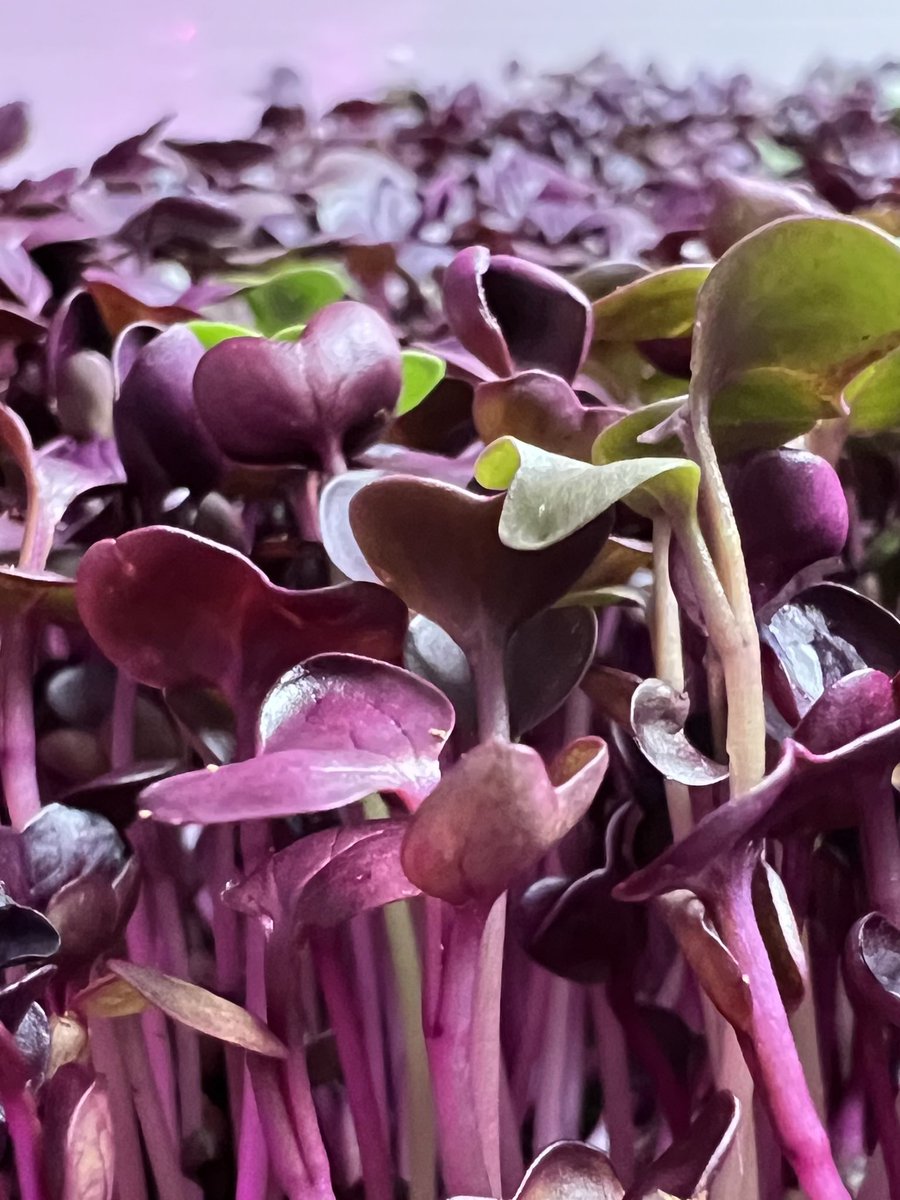 Close up shots of micro Radish are so beautiful 🤩