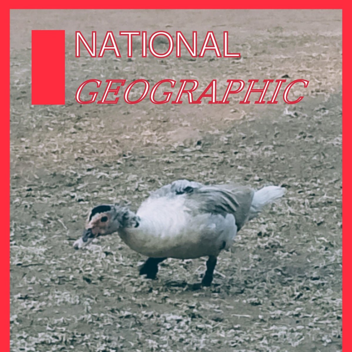 MODATOV's tweet image. 