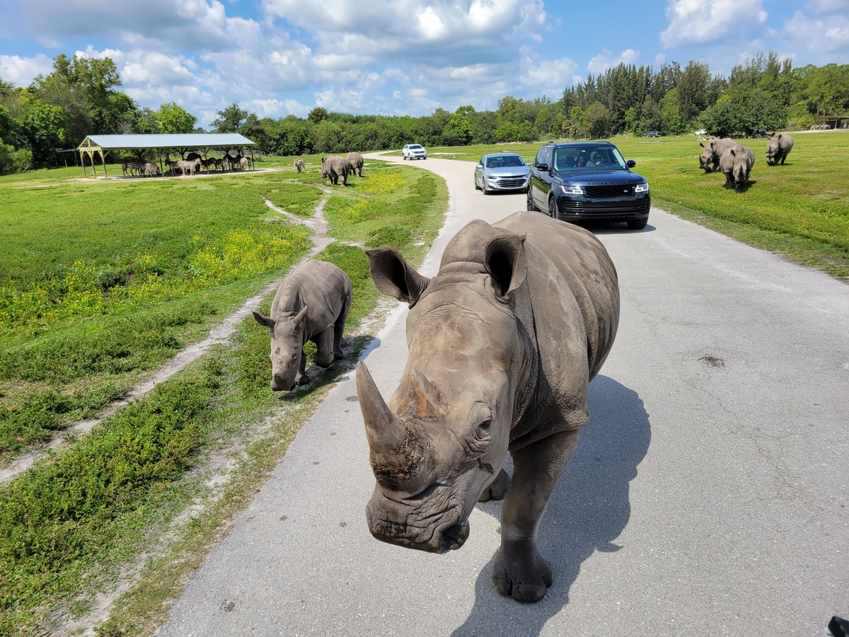 ENORMOUS news! We're in the running for Best Safari Park in USA TODAY's 10Best readers' choice awards and we could use your vote! you can vote for us daily here: 10best.usatoday.com/awards/travel/…