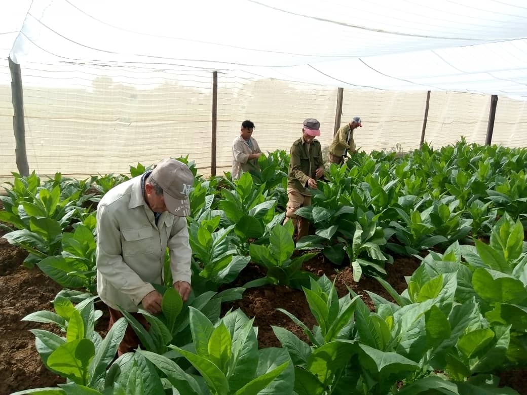 #GenteQueSuma trabaja intensamente  en las atenciones culturales al cultivo del tabaco en #PinardelRío