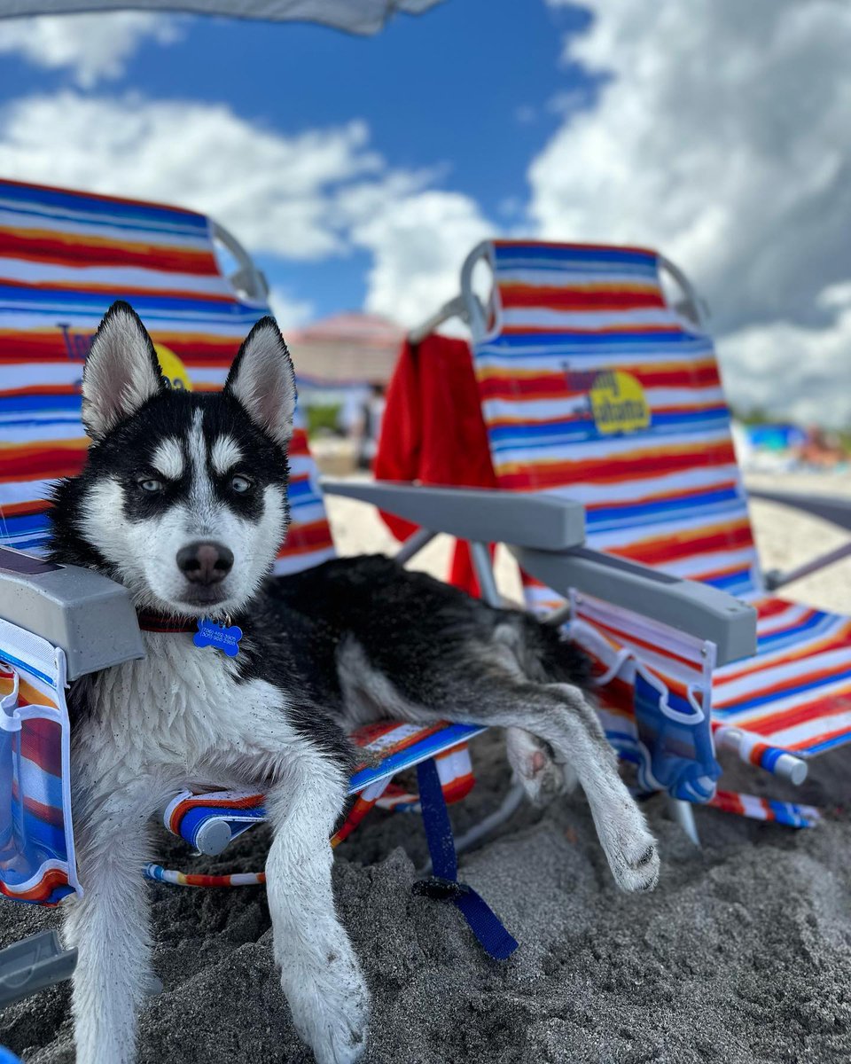 You've heard of snow birds? We give you sand dogs! Keep chasing that sunshine, @ jacobthecanine.