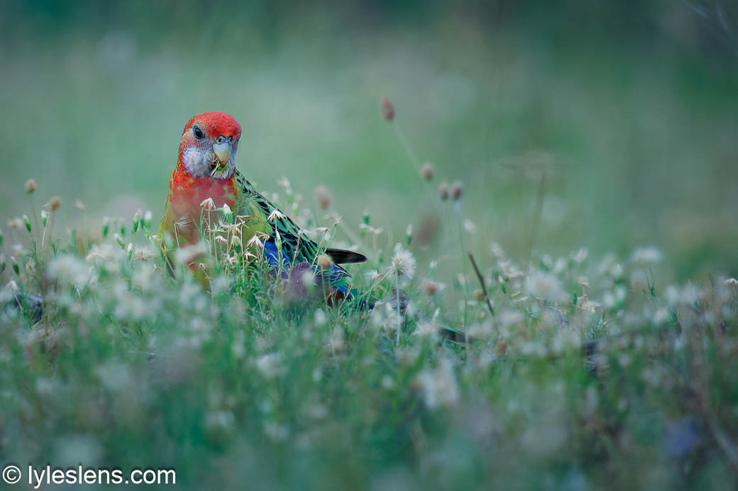 Lyle's Lens tweet media