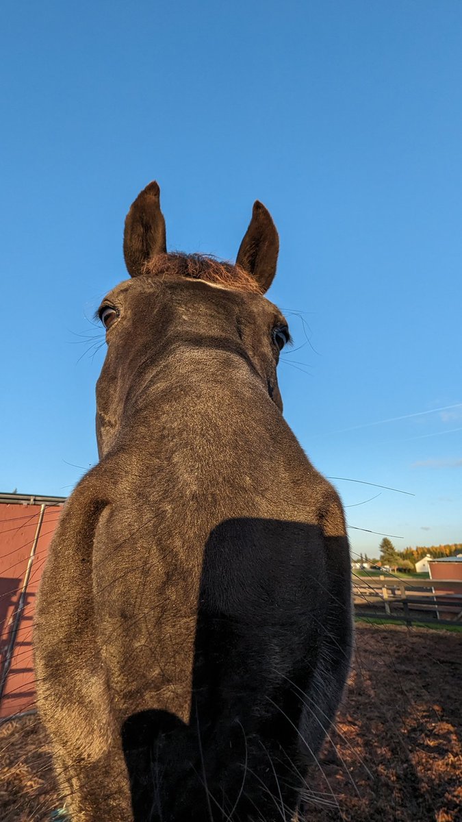 tpdfan's tweet photo. Hey there! I'm Finn, dedicated to the art of dressage and the magic of horse-human connection. When not in the arena, I'm lost in the pages of books or singing along to Taylor Swift!

Excited for TTPD 🤍🤍🤍 #DressageLife #Bookworm #Swiftie https://t.co/HnHpSmZpDC