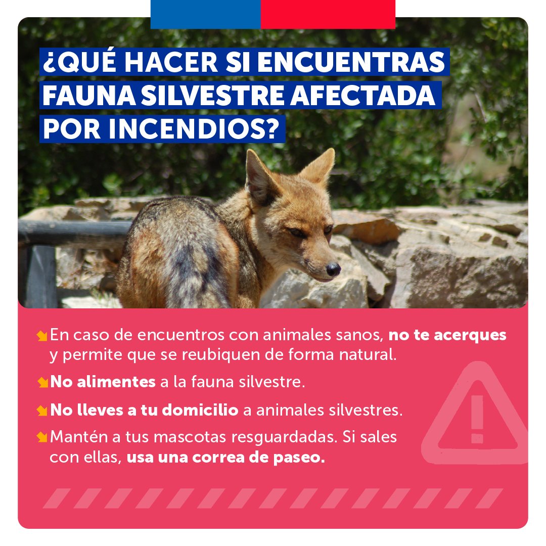GobiernodeChile's tweet photo. ¿Te encontraste con fauna silvestre herida en zonas afectadas por incendios?

Para ayudar, sigue estos consejos y busca más información en los canales oficiales del @sagchile https://t.co/4TJMfALZog