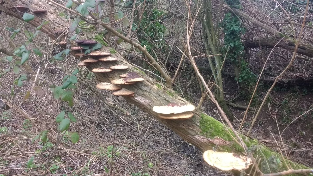 TK42138's tweet photo. Bracket fungus on an old Elm? not too far from my local stretch of the Cambridgeshire Great Ouse. #fungiofCambridgeshire #Bracketfungus https://t.co/FvydgZ93UQ