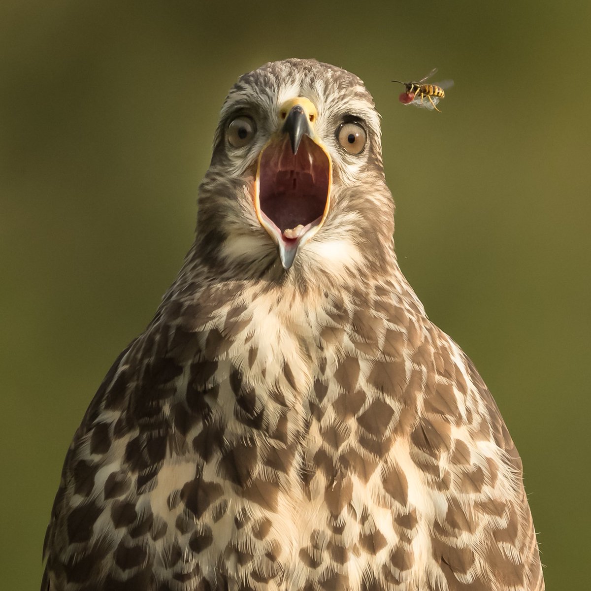 howells_ian's tweet photo. Fast food delivery 😂😂
Common buzzard from my archives #igphotostars #photoarena_nature #canon_photos #induropushfurther #animals_in_world #exclusive_animals  #animalelite #animal_captures  #photoarena_nature #canon_photos #natgeo #nature_sultans #nature_perfection https://t.co/BqY9cVOm8k