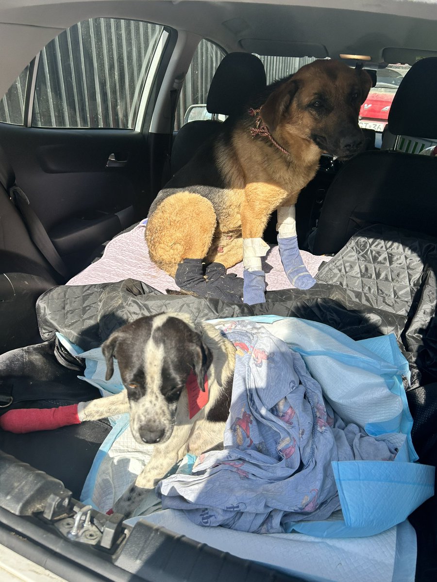 BlanquitaMontt's tweet photo. Rescatadas en Pompeya Sur #Quilpue Ayúdennos a buscar temporales para que logren descansar de la pesadilla que les tocó vivir  #AdoptaNoCompres #IncendioChile https://t.co/L60812xh33