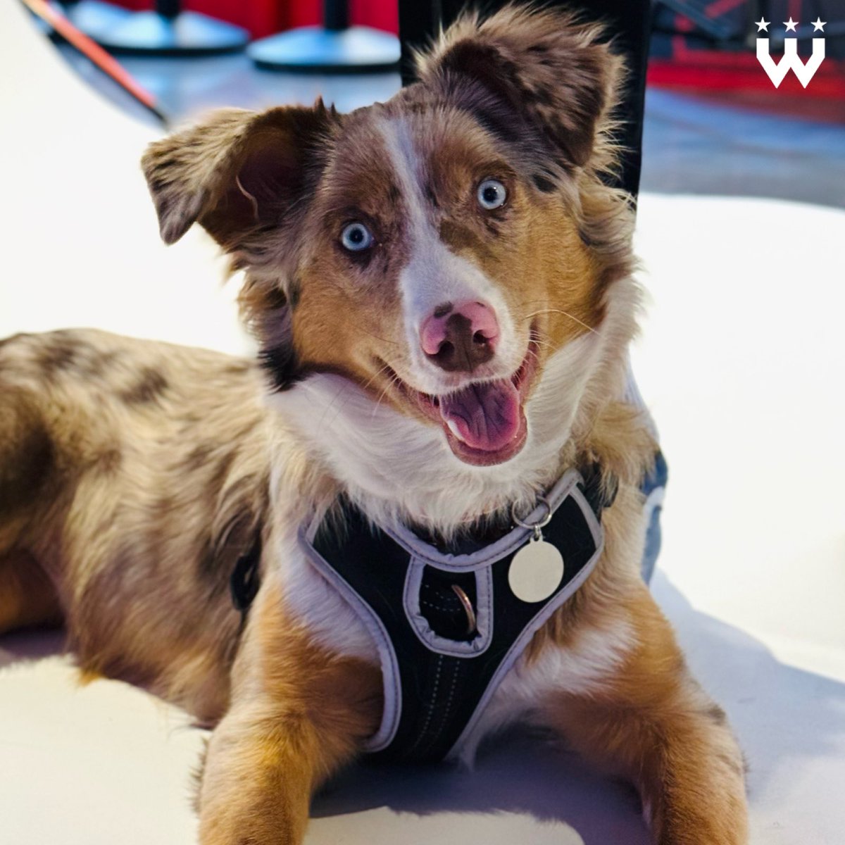 Wizards District Gaming tweet media