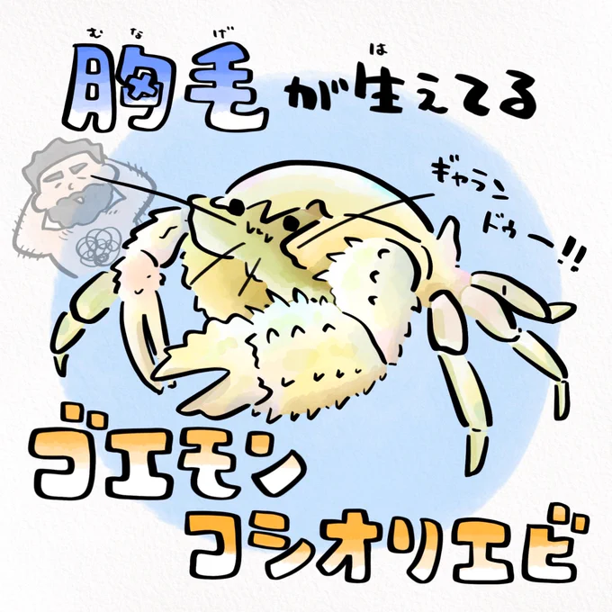 風呂の日、海底温泉にすむエビの胸毛には秘密がある♨️ 
