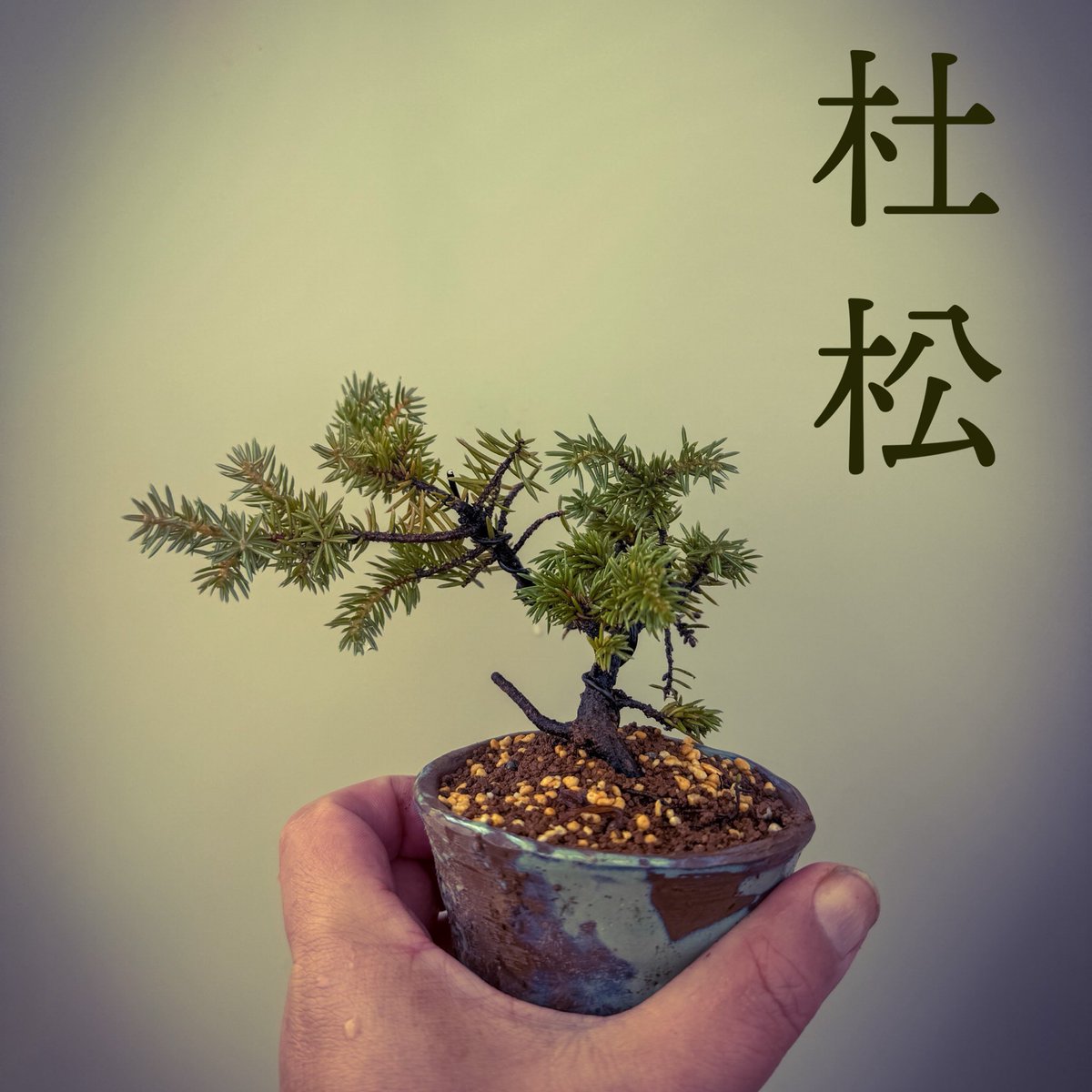 koni_bon's tweet photo. 杜松さん。うーん。どうしていこうか。
Tosho pine.uum. How can I do this
#盆栽 #盆栽好きと繋がりたい #盆栽のある暮らし #盆栽初心者 #杜松 #bonsai #minibonsai #bonsailife #japan #tosho https://t.co/RI9tlJwbeL