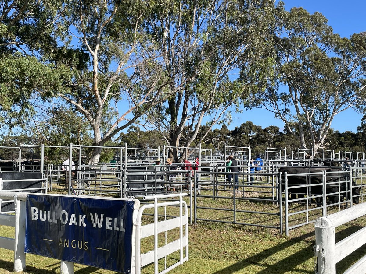 Bull Oak Well Angus tweet media