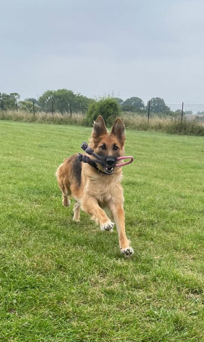 British Transport Police Dog Section tweet media