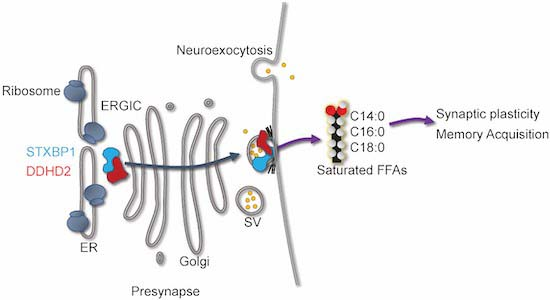 MeunierLab's tweet image. Very long in the making but it is out now Yeah! New pathway in synaptic plasticity and memory. @MeunierLab #memory 
The DDHD2-STXBP1 interaction mediates long-term memory via generation of saturated free fatty acids | The EMBO Journal embopress.org/doi/full/10.10…